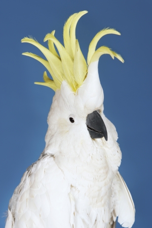 White Cockatooの写真素材