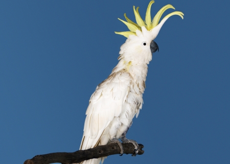 White Cockatooの写真素材