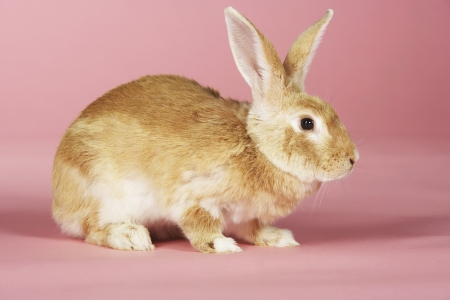 Brown Rabbitの写真素材