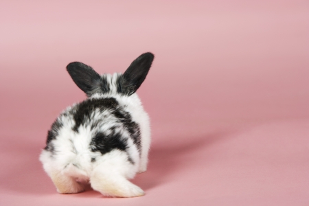 Rabbit with Black and White Furの写真素材