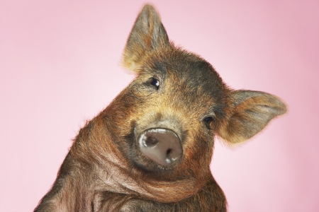 Pigletの写真素材