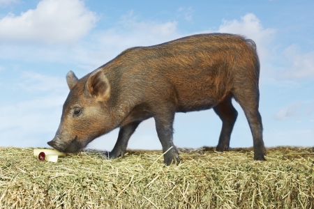 Piglet Eatingの写真素材