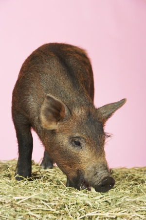 Piglet Eatingの写真素材