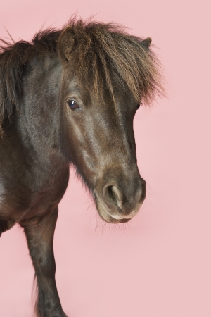 Black Ponyの写真素材