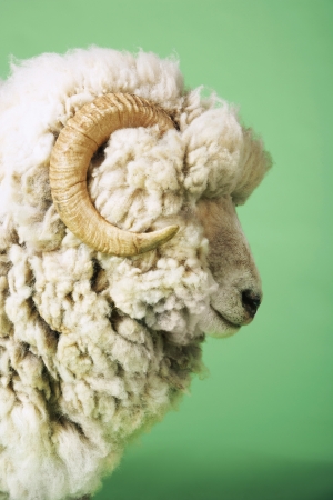 White Sheep's Headの写真素材