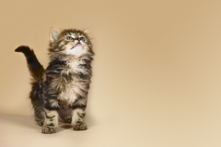 Young Cat Looking Upの写真素材