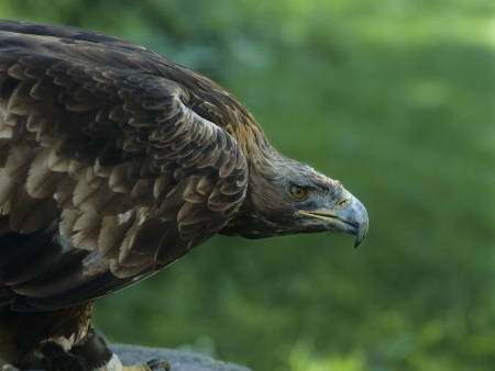 Eagle profileの写真素材