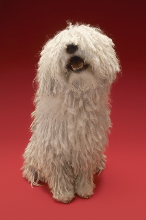 Cute Komondor dog on red backgroundの写真素材