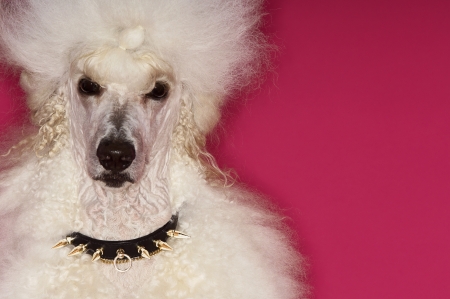 White Poodle on pink background close-upの写真素材