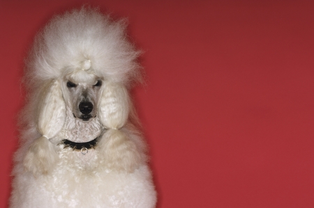 White Poodleの写真素材