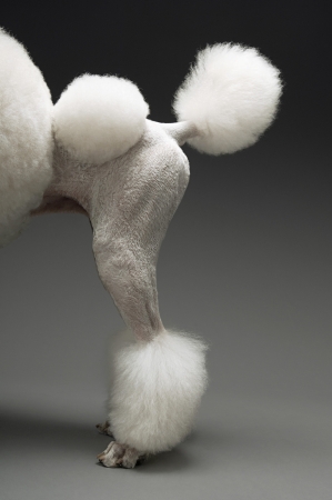 Haunches of Poodle on grey backgroundの写真素材