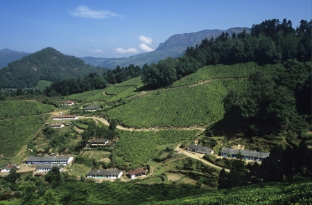 Fields on Hillside