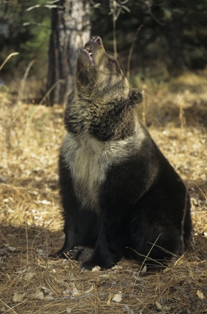 Grizzly bear roaringの写真素材