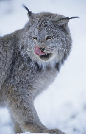 Wild cat licking lipsの写真素材