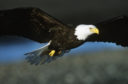 Bald Eagle in flight