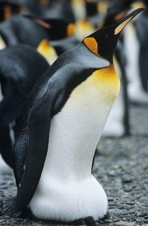 Emperor Penguin near colonyの写真素材