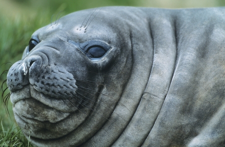 Seal close-up of headの写真素材
