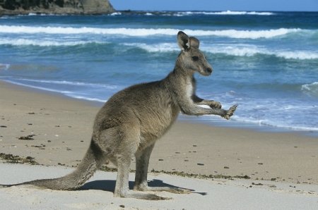 Kangaroo on beachの写真素材
