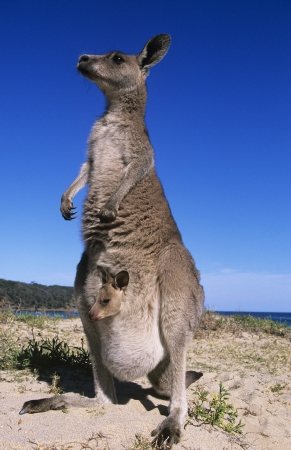 Kangaroo with joey in pouch on beachの写真素材