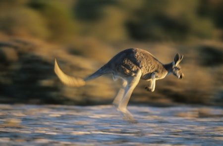 Kangaroo bouncing through desertの写真素材
