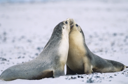 Two Fur seals bonding on beachの写真素材