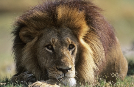 Male Lion lying on savannahの写真素材