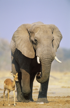 African Elephant (Loxodonta Africana) and Gazelle on savannahの写真素材