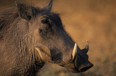 Warthog close-upの写真素材