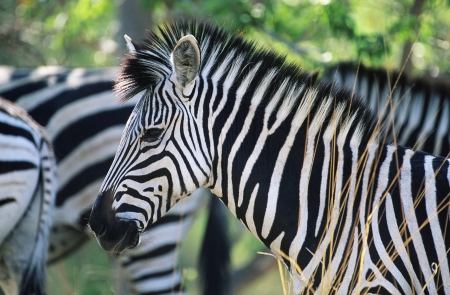 Plains Zebra (Equus Burchelli) close-upの写真素材