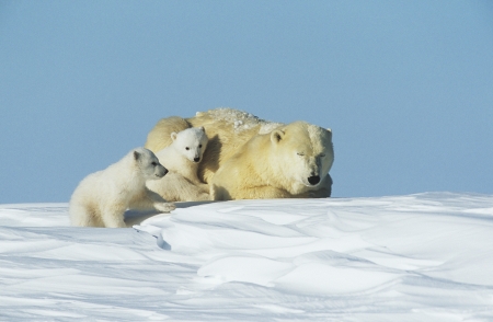 Polar Bear cubs with mother in snow Yukonの写真素材