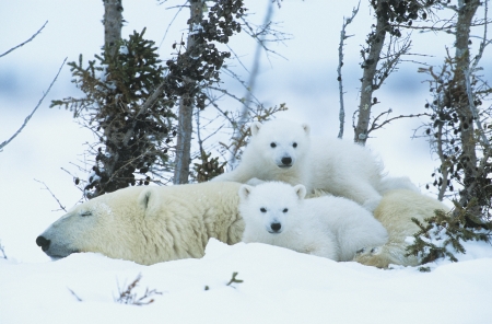 Polar Bear cubs with mother in snow Yukonの写真素材