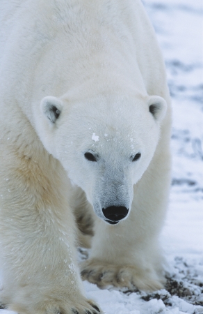 Polar Bear walking in snow Yukonの写真素材