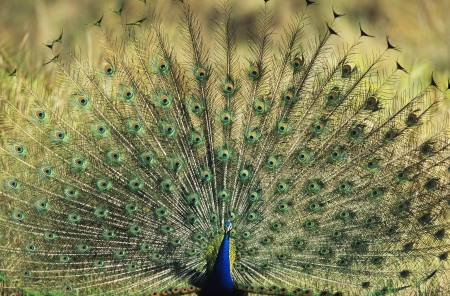 Peacock displaying feathersの写真素材