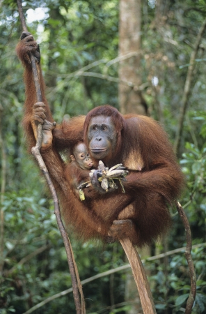 Orangutan embracing young in treeの写真素材