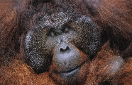 Male Orangutan resting close-upの写真素材