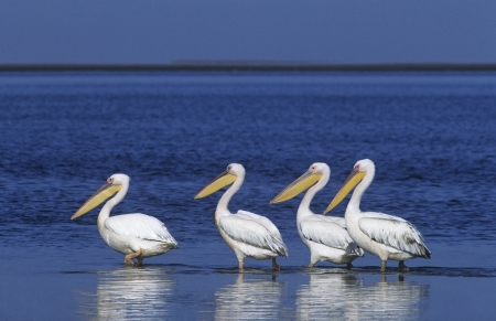 Four Pelicans wading in oceanの写真素材