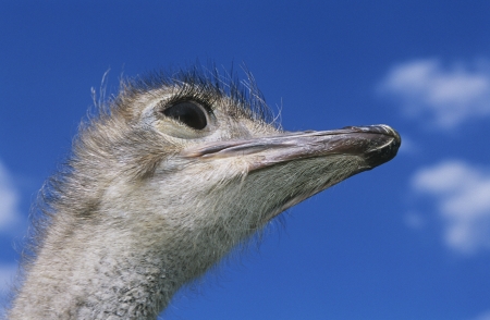 Ostrichの写真素材