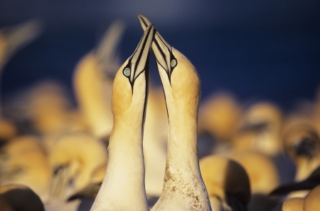 Two Gannets courting near colonyの写真素材