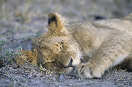 Lion sleeping on savannah close-upの写真素材