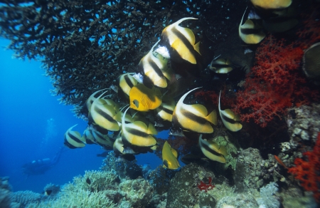 School of Angelfish on reefの写真素材