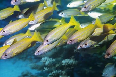 School of tropical fish in ocean