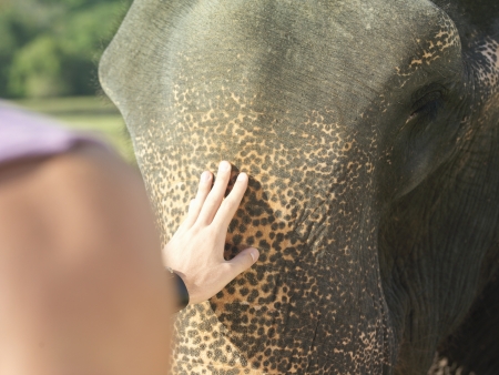 Young woman stroking elephant close-up back viewの写真素材
