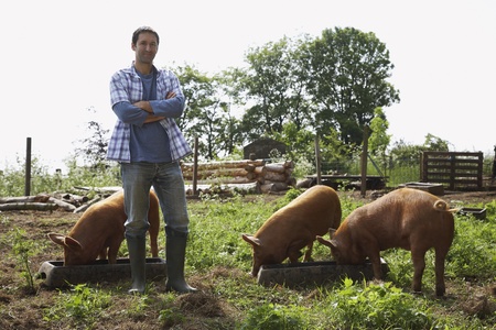 Man feeding pigs in sty portraitの写真素材