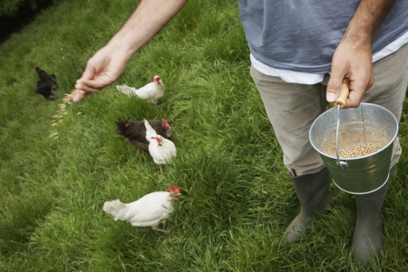 Man feeding hens in garden low section elevated viewの写真素材
