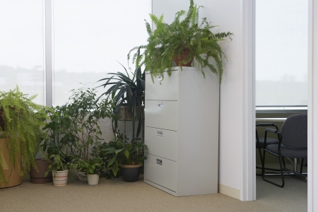Potted plants by office windowの写真素材
