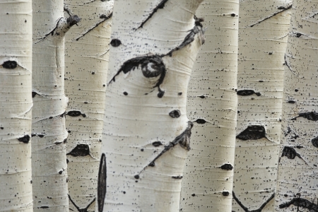 Birch trees in a row close-up of trunksの写真素材