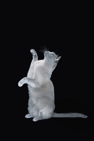 Blue Burmese cat sitting on hind legsの写真素材