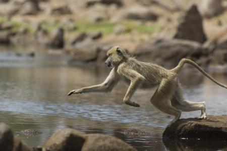 Macaque (Macaca fascicularis) jumping from rock to rockの写真素材