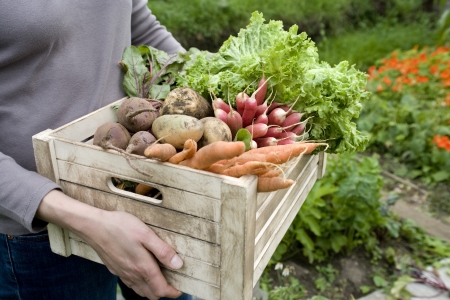 Woman carrying crate of vegetables mid sectionの写真素材