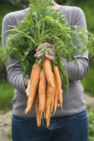 Woman holding bunch of carrots mid sectionの写真素材